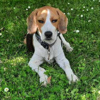 Vétérinaire CLINIQUE VETERINAIRE DES 3 SOURCES 0