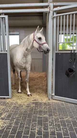 Vétérinaire Clinique Equine Acy Romance 0