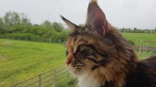 Vétérinaire CLINIQUE VETERINAIRE LA BOLENE (Saint Bonnet le Château) 0