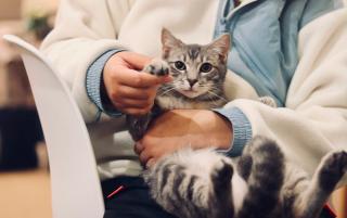 Vétérinaire Chatterie des Zanimo Coon's - élevage de chats et chatons Maine Coon(Lot et Garonne, Aquitaine) 0